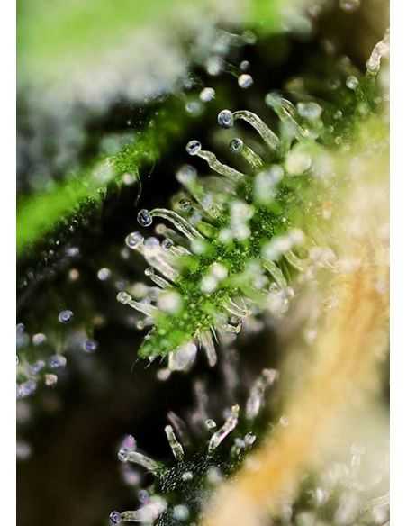 BLACK JACK FEMI SWEET SWEET SEEDS