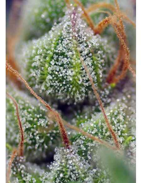 CRYSTAL CANDY SWEET SEEDS