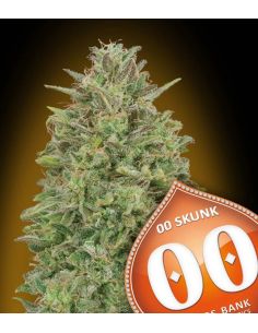 00 SKUNK FEMINIZADA 00 SEEDS