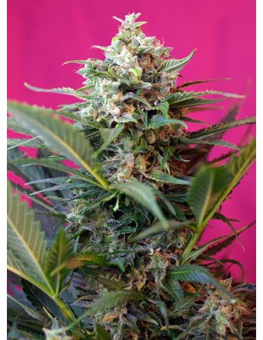 Comprar BIG DEVIL XL AUTO SWEET SEEDS
