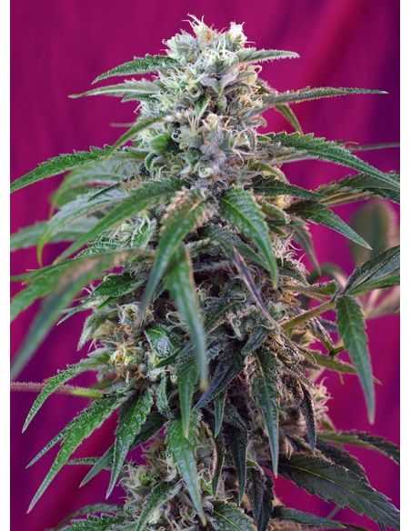 GREEN POISON AUTO SWEED SWEET SEEDS