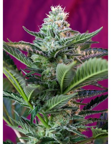 MOHAN RAM AUTO SWEET SEEDS