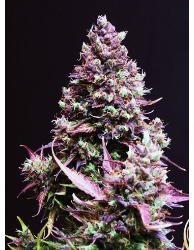 CREAM CARAMEL AUTO SWEET SWEET SEEDS