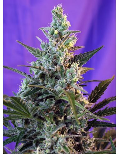 SWEET SKUNK AUTO SWEET SEEDS