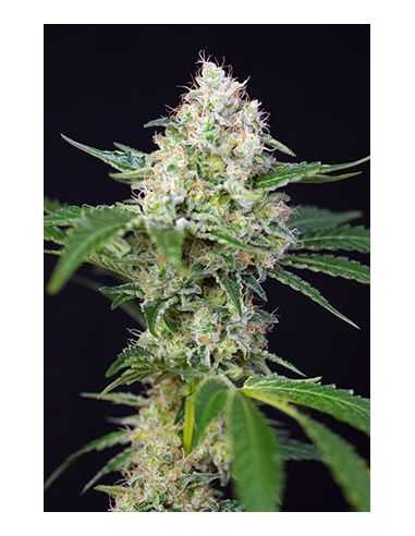 CRYSTAL CANDY AUTO SWEET SWEET SEEDS