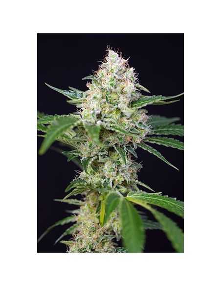 CRYSTAL CANDY AUTO SWEET SWEET SEEDS CRYSTAL CANDY AUTO SWEET SWEET SEEDS