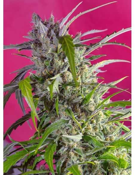 CRYSTAL CANDY AUTO SWEET SWEET SEEDS CRYSTAL CANDY AUTO SWEET SWEET SEEDS