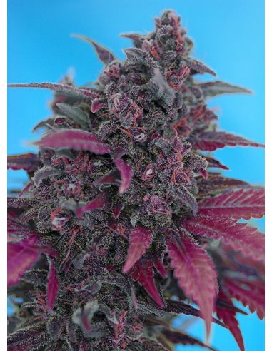 DARK DEVIL AUTO SWEET SWEET SEEDS