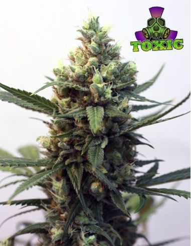 TOXIC RIPPER FEMINIZADA RIPPER SEEDS