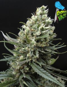 RIPPER HAZE RIPPER SEEDS