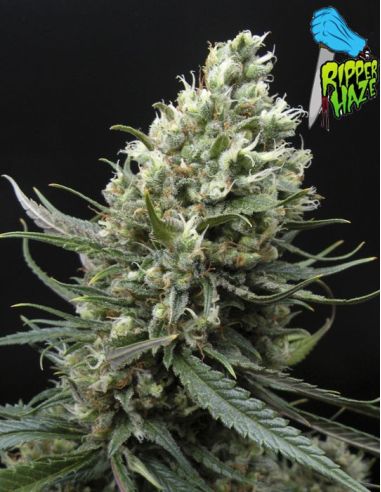 RIPPER HAZE RIPPER SEEDS