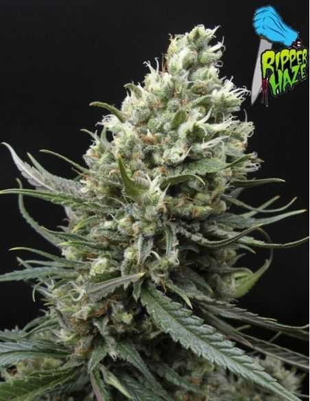 RIPPER HAZE RIPPER SEEDS