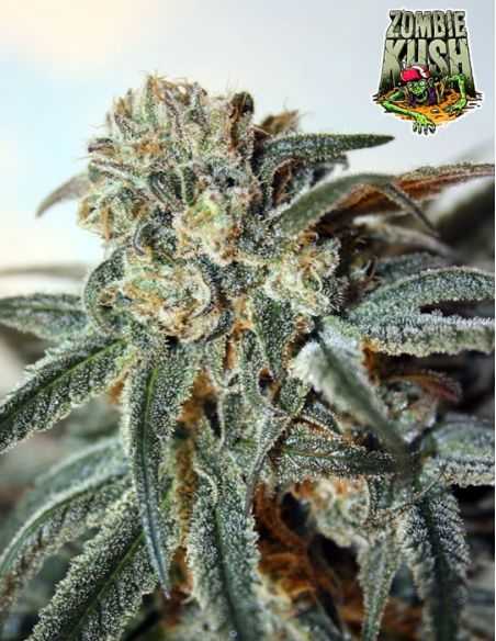 ZOMBIE KUSH RIPPER RIPPER SEEDS