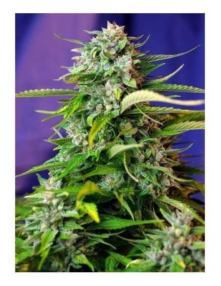 JACK 47 AUTO SWEET SEEDS