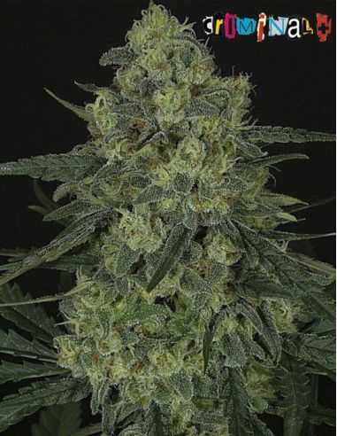 CRIMINAL MASS RIPPER RIPPER SEEDS