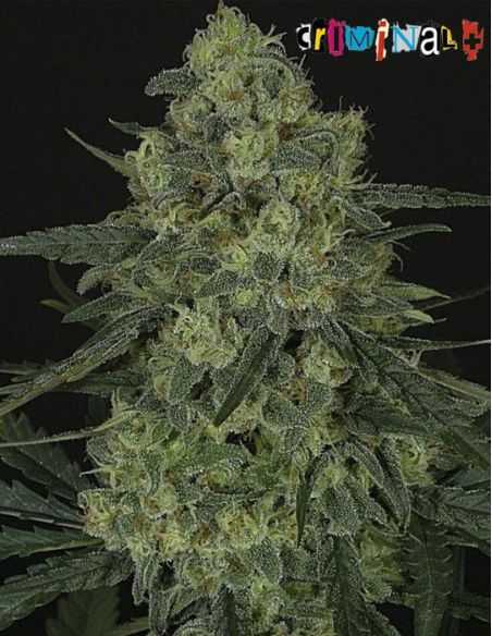 CRIMINAL MASS RIPPER RIPPER SEEDS