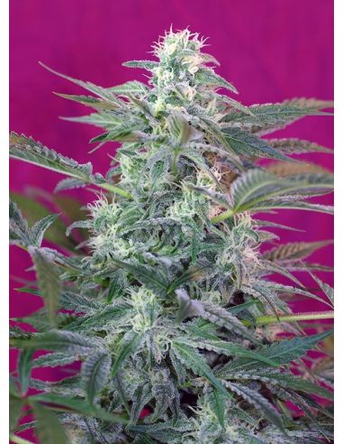 BIG FOOT SWEET SEEDS