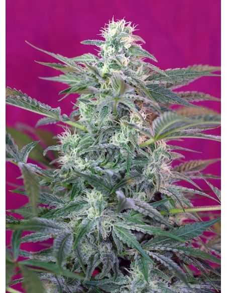 BIG FOOT SWEET SEEDS