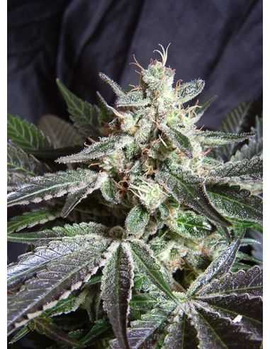 BLACK JACK FEMI SWEET SWEET SEEDS