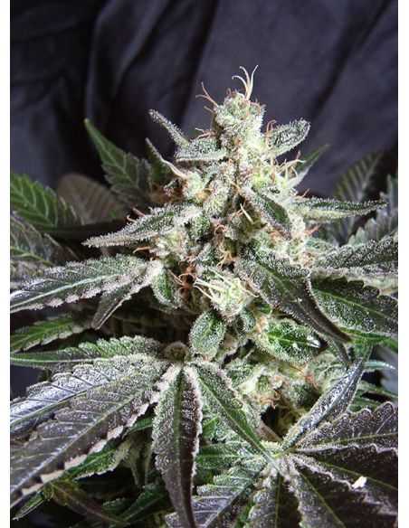 BLACK JACK FEMI SWEET SWEET SEEDS