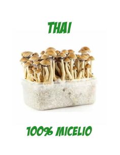 Comprar SETAS ALUCINOGENAS THAI FRESH MUSHROOMS