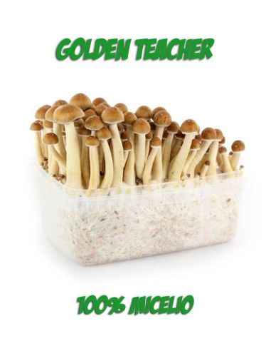 Comprar KIT SETAS GOLDEN TEACHER FRESH MUSHROOMS