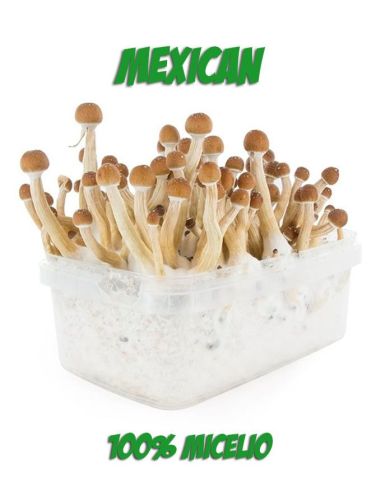 Comprar KIT SETAS MEXICANAS FRESH MUSHROOMS