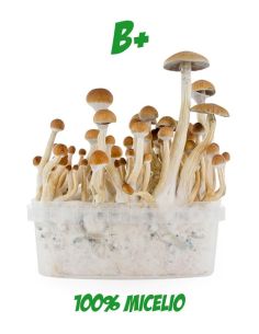 Comprar SETAS ALUCINOGENAS B+ FRESH MUSHROOMS