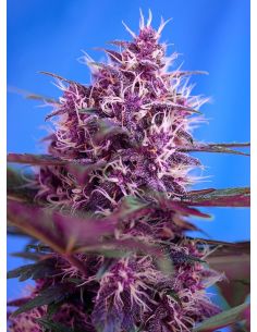 RED POISON AUTO SWEED SEEDS SWEET SEEDS