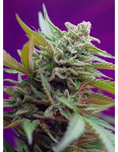 BLACK JACK AUTO SWEET SWEET SEEDS