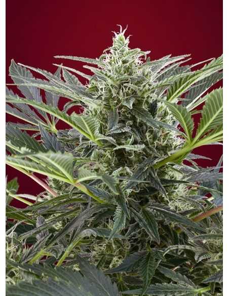 CREAM 47 FEMI SWEET SEEDS SWEET SEEDS