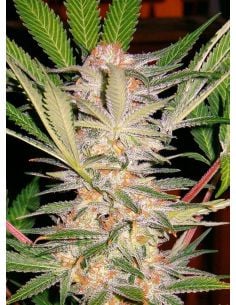 S.A.D SWEET AFGANI DELICIOUS SWEET SEEDS