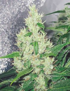 Y GRIEGA MEDICAL MEDICAL SEEDS