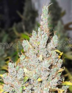 2046 MEDICAL MEDICAL SEEDS