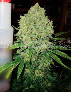 PROZACK MEDICAL MEDICAL SEEDS