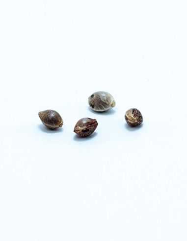 MALAKOFF MEDICAL MEDICAL SEEDS