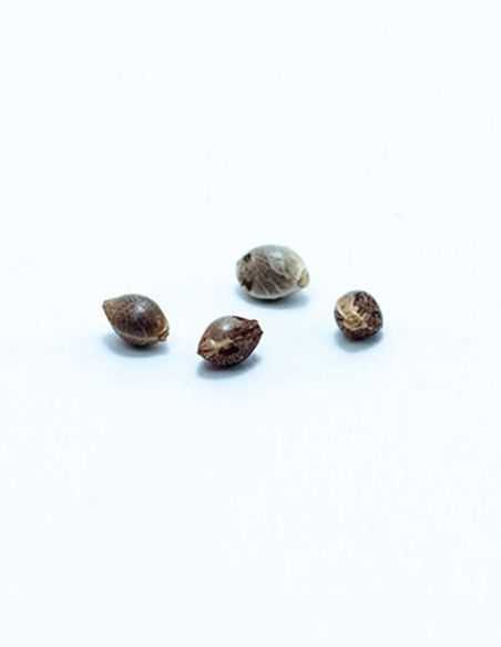 MALAKOFF MEDICAL MEDICAL SEEDS