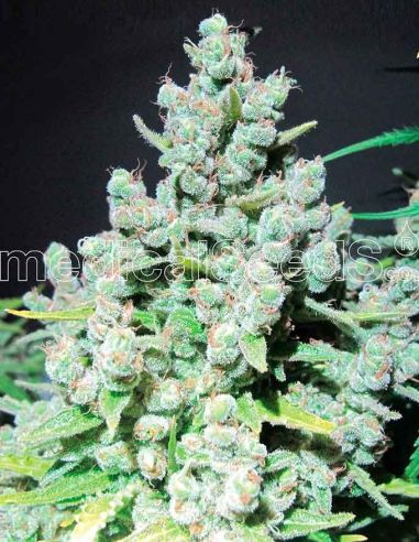 MALAKOFF MEDICAL MEDICAL SEEDS