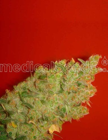 JACK LA MOTTA MEDICAL MEDICAL SEEDS