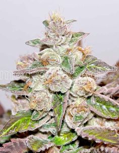 MENDOCINO PURPLE KUSH MEDICAL MEDICAL SEEDS