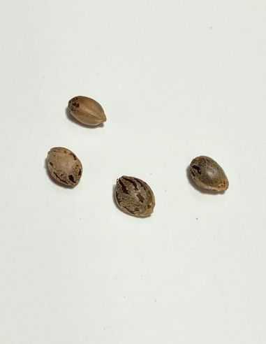 CANADIAN KUSH MEDICAL MEDICAL SEEDS