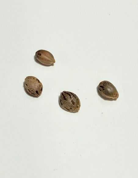 CANADIAN KUSH MEDICAL MEDICAL SEEDS