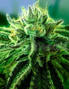 CANADIAN KUSH MEDICAL MEDICAL SEEDS