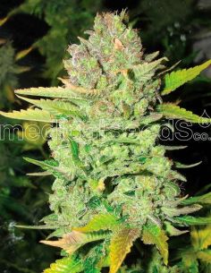 DEVIL FRUIT MEDICAL MEDICAL SEEDS