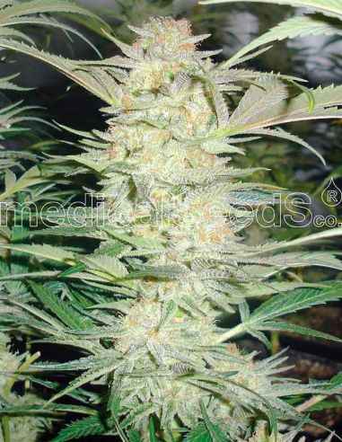 WHITE WIDOW MEDICAL MEDICAL SEEDS