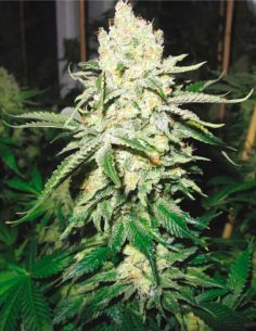 NO NAME MEDICAL MEDICAL SEEDS