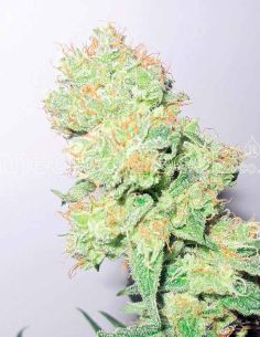 Y GRIEGA CBD MEDICAL MEDICAL SEEDS