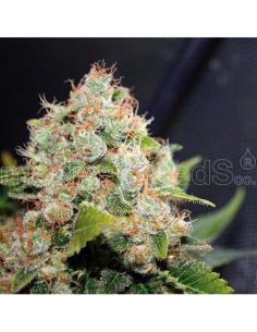 BCN SOUR DIESEL MEDICAL MEDICAL SEEDS