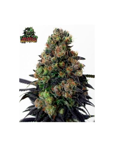 ACID DOUGH RIPPER RIPPER SEEDS