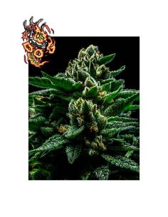 DO-G RIPPER RIPPER SEEDS